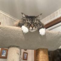 Kitty kitty atop cat tree