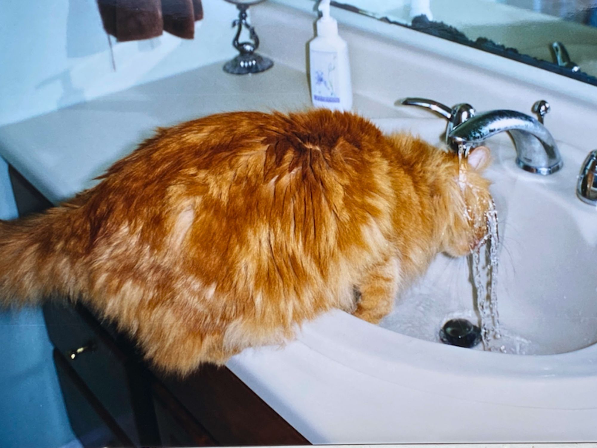 fluffy red cat drinking from a faucet with water running on his head.