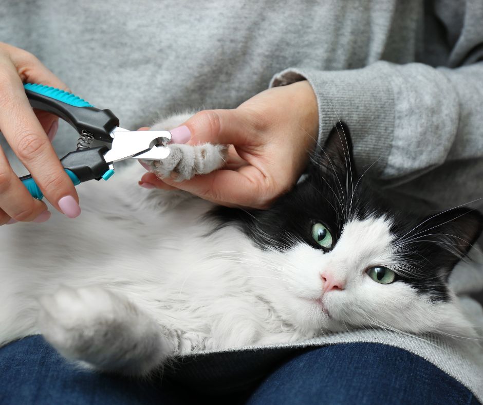 cat relaxing on lap while having claws clipped
