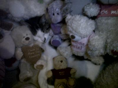 kitty with stuffed animals