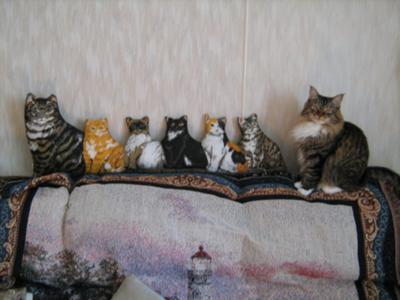kitty the maine coon mix lined up with stuffed animals