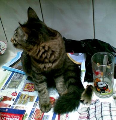 Kitty