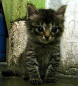 Kitty