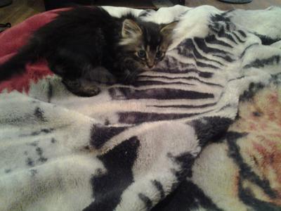 Kitty