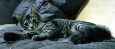 Kitty