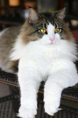 Kitty
