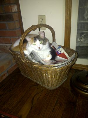 Kitty Kat