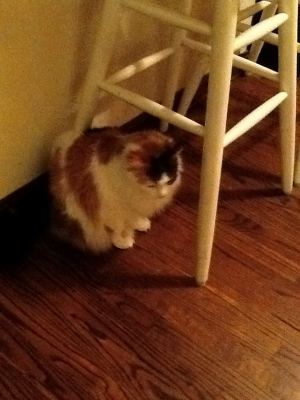 Kitty Kat