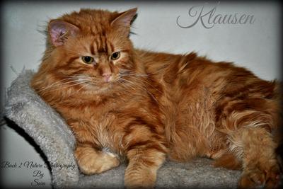Klausen