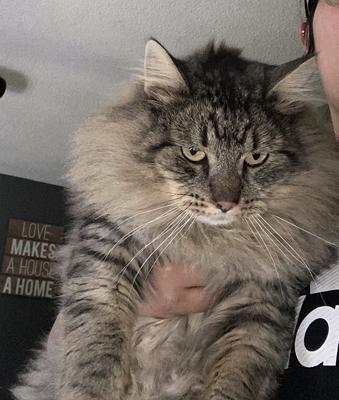 brown tabby shaggy cat being held. brown tabby shaggy cat being held.