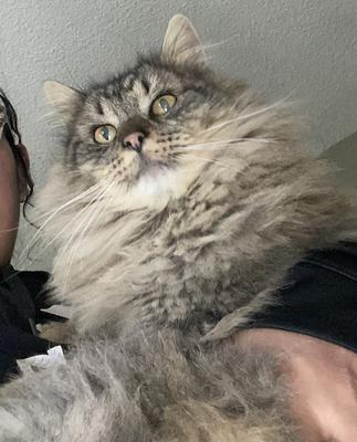 medium haired tabby cat closeup. medium haired tabby cat closeup.