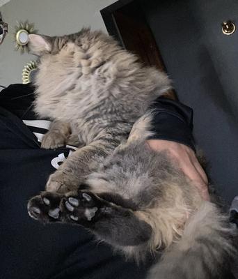 fluffy brown cat on a lap. fluffy brown cat on a lap.
