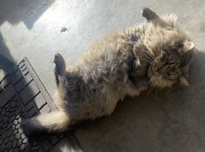 fluffy cat laying upside down with belly up. fluffy cat laying upside down with belly up.