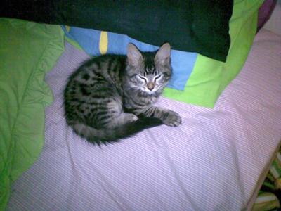 Koda