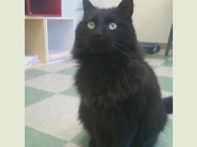 Kokomo