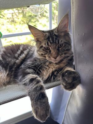 Kong purebred brown tabby maine coon kitten in a windowsill