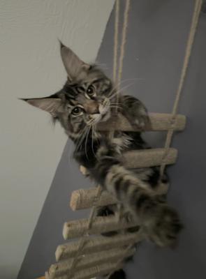 Kong purebred brown tabby maine coon kitten hanging from a kitty ladder