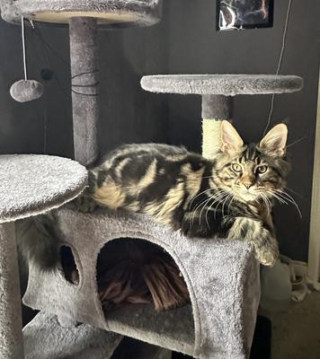 Kong brown tabby maine coon kitten with distinct markings