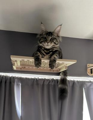 Kong brown tabby maine coon kitten up high on a cat shelf