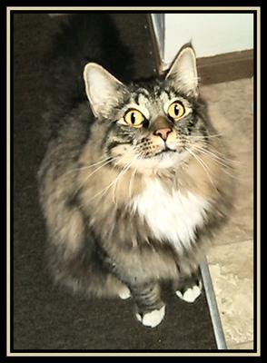 Kricket