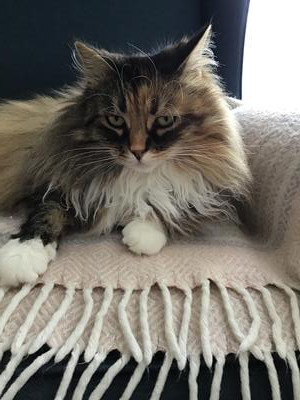 face closeup of clalico maine coon lounging on lawn chair.