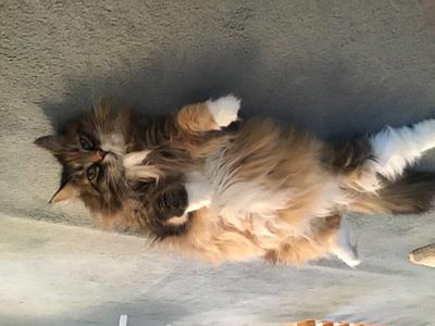 fluffy female maine coon on walkway laying belly up