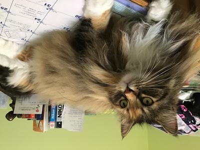 fluffy maine coon female lounging on a desk.