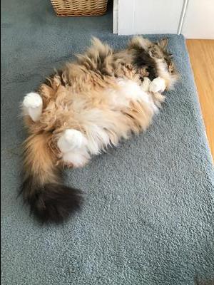 Lacey fluffy calico maine coon girl laying belly up.