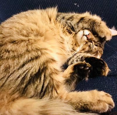 Lancelot fluffy brown tabby cat curled up