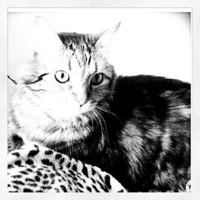 Goobie Kitty