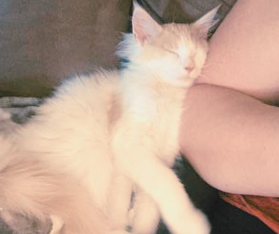 Sweet Coonie maine coon cuddled up to owners lap.