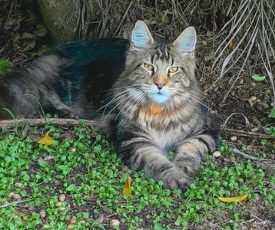 Royce large brown tabby maine coon laying in grass