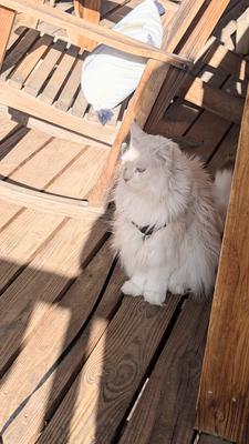 Larkin light red silver maine coon wearing a harness on a deck.