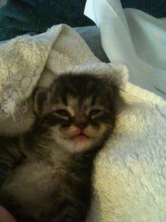 Larva Kitten