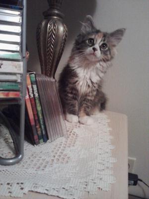 Layla