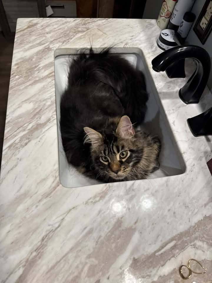 Maine Coon kitten sitting in a bathroom sink