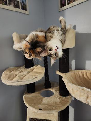 two maine coon cats looking up.