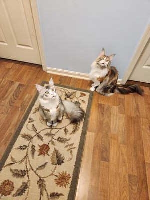 two maine coon cats looking up.