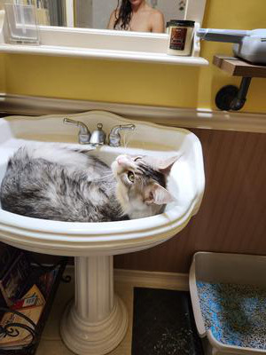 silver maine coon in a pedestal sink.