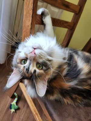 torbie with white maine coon girl upside down.
