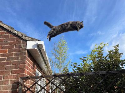 view from below of a cat jumping off a roof