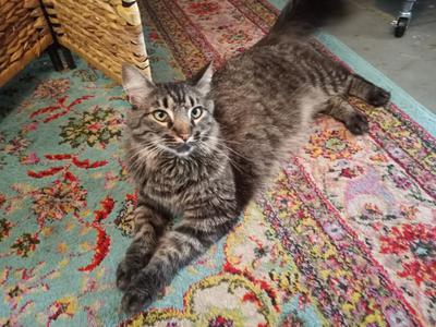 brown tiger cat on flowered carpet