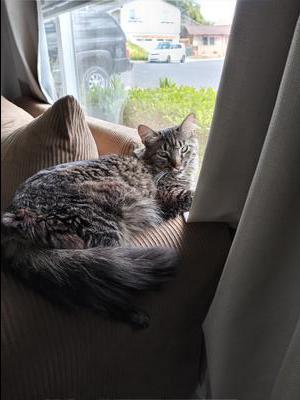 brown tiger cat gazing out window