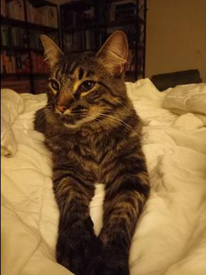 brown tiger cat on bed