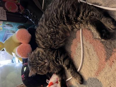 This is taken when we brought him home the end of March. 