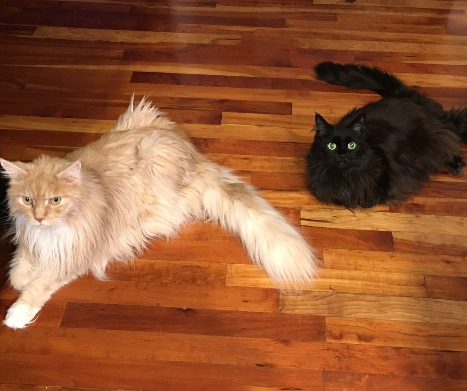 two maine coons lounging on a wood floor.