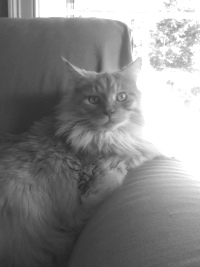 big maine coon cat on couch