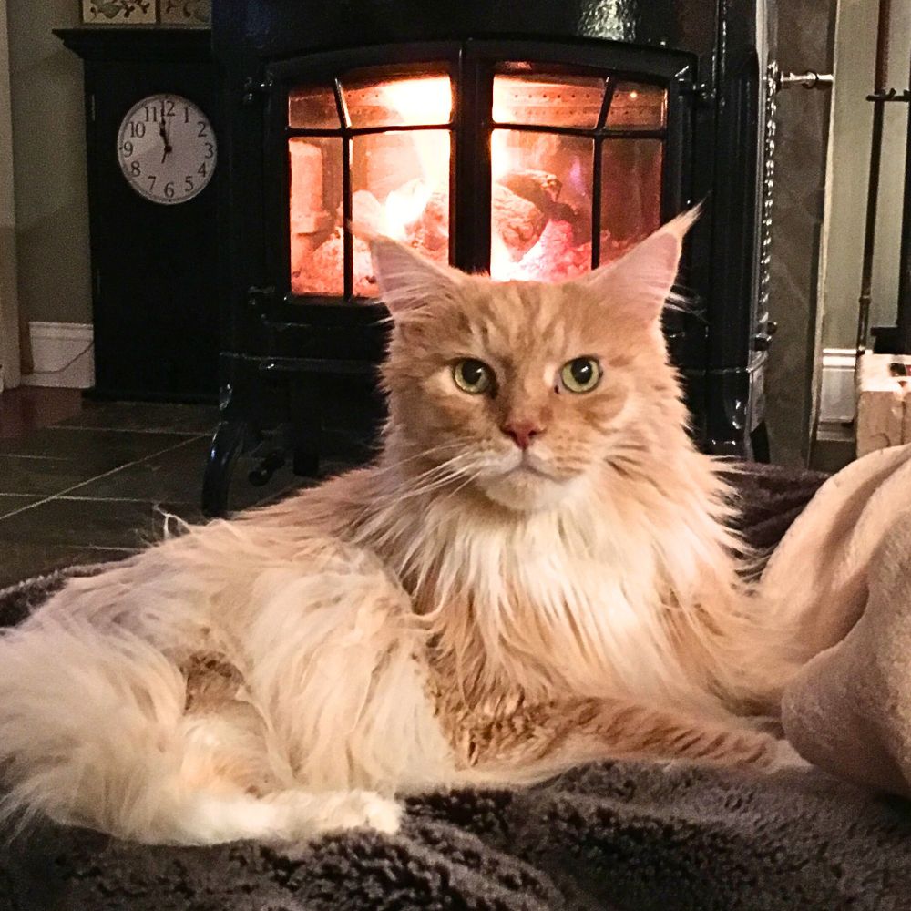 ginger maine coon sitting by a fireplace.