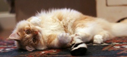 Leo leo laying on his back looking into camera