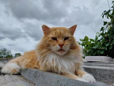 light red and white kitty. light red and white kitty.